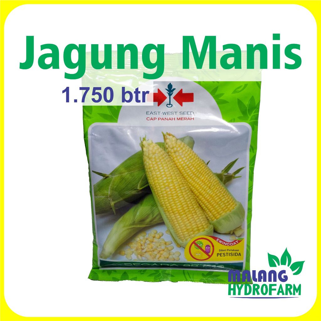 Benih Jagung Manis Secada 88 F1 1750 Butir Cap Panah Merah Dataran Menengah Tinggi Unggul Bibit