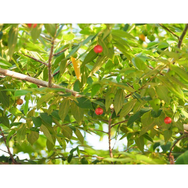 

buah kersen/kersem paket 70 biji langsung petik original