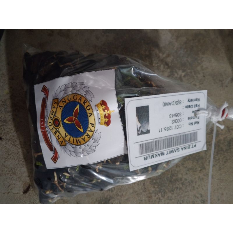 Benih polong kecambah sawit BSM