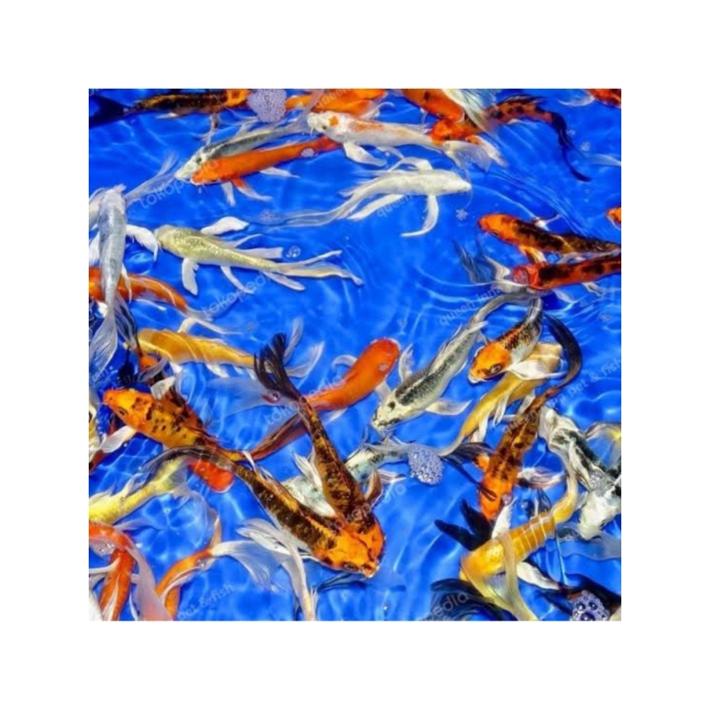 Koi slayer size 10-20cm