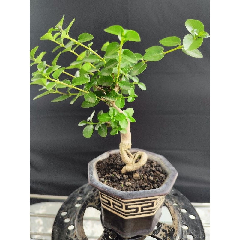 Bonsai Sancang small
