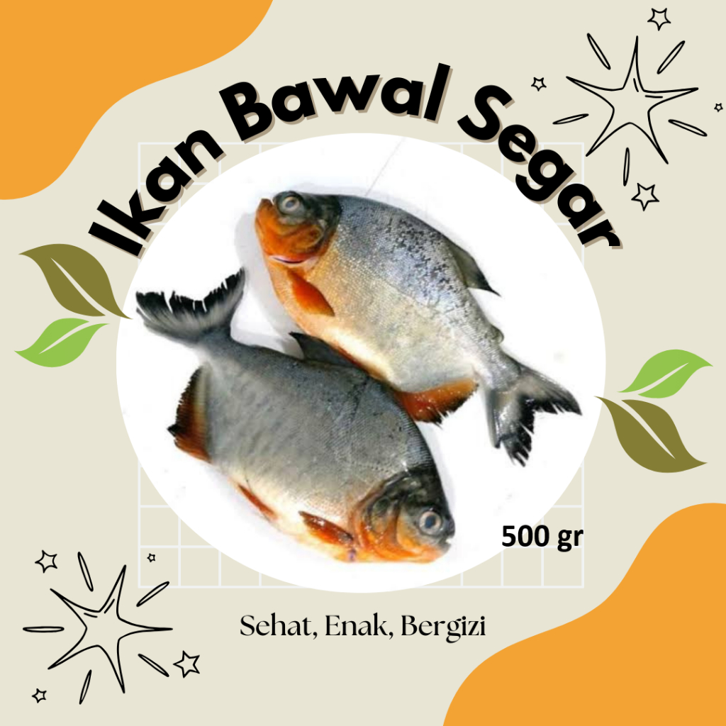 

Ikan Bawal 500gr Segar Premium, Harga Terjangkau