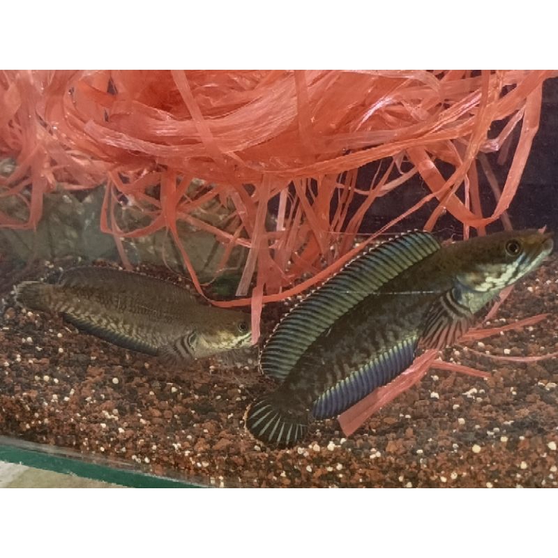 ANDRAO PAIR PROVEN 11-13cm