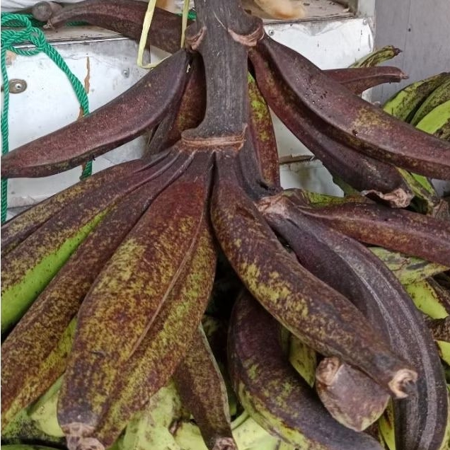 

PISANG TANDUK MADU ukuran kecil per 1kg (di kirim mentah)