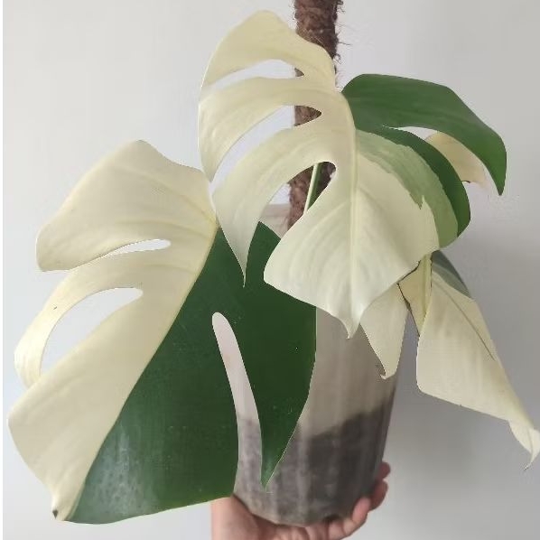 Monstera varigata halfmoon