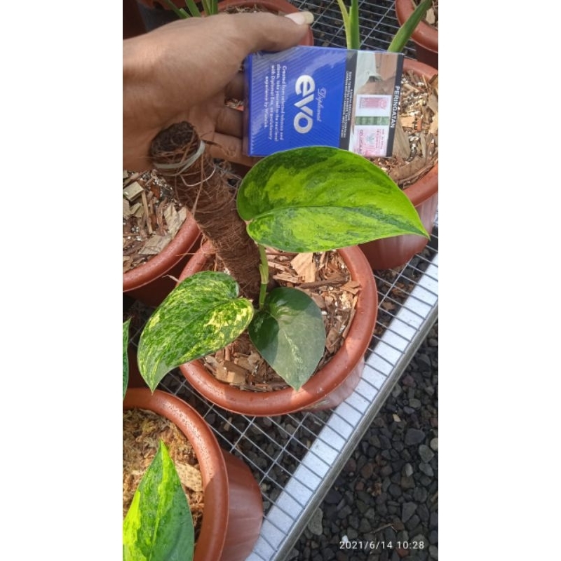 Tanaman Hias Scindapsus Jadesatin Varigata Marble