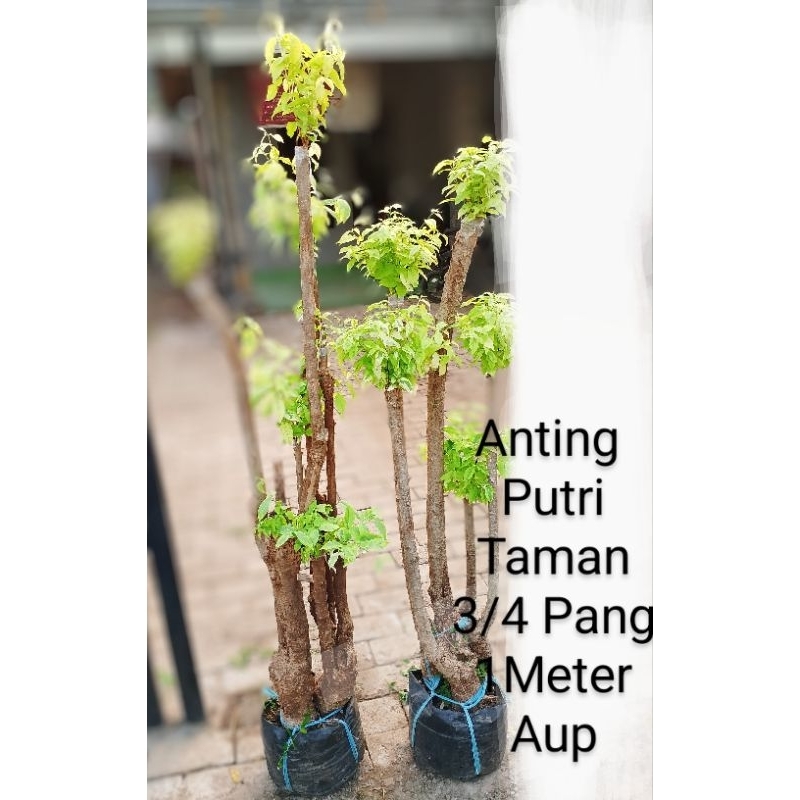 Anting Putri Kuning Varigata 3/4 Batang 1Meter Aup