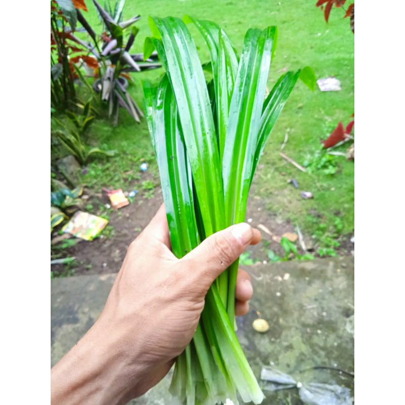 

pandan wangi/daun pandan segar alami per iket