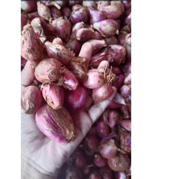 

Bawang merah 1kg