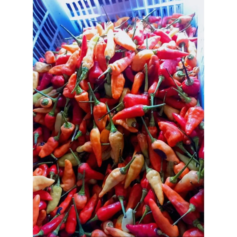 

Rawit merah