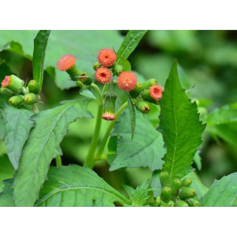 

Daun sintrong / Jambrong segar 250 gram