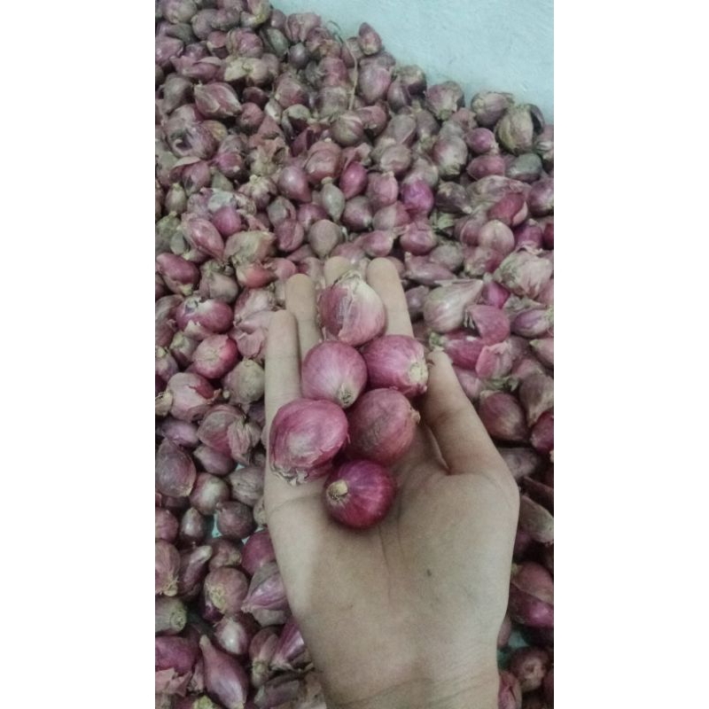 

Bawang Merah 1kg