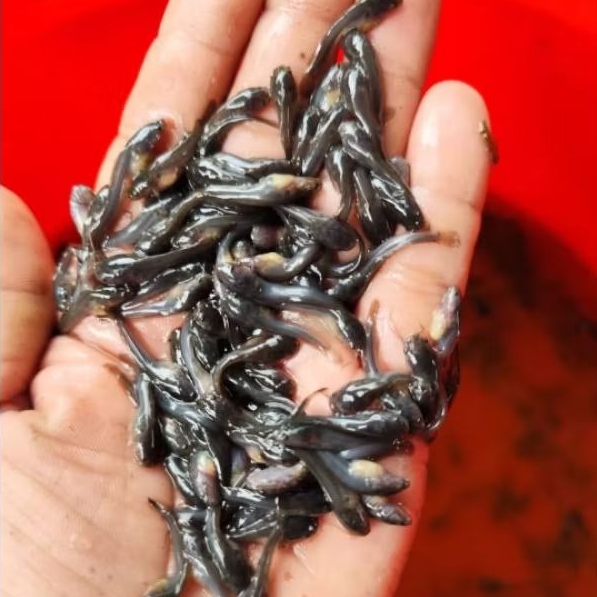 BIBIT LELE SANGKURIANG (50-100 Ekor 1-3 CM)