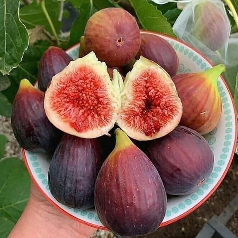 

bibit tanaman buah tin ungu siap di buahkan
