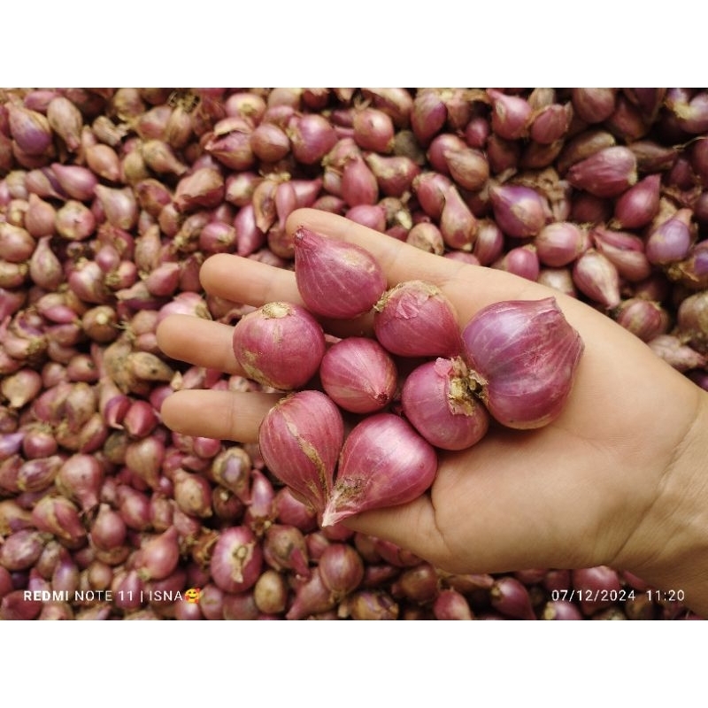

BAWANG MERAH TANGGUNG-CAMPUR PROBOLINGGO