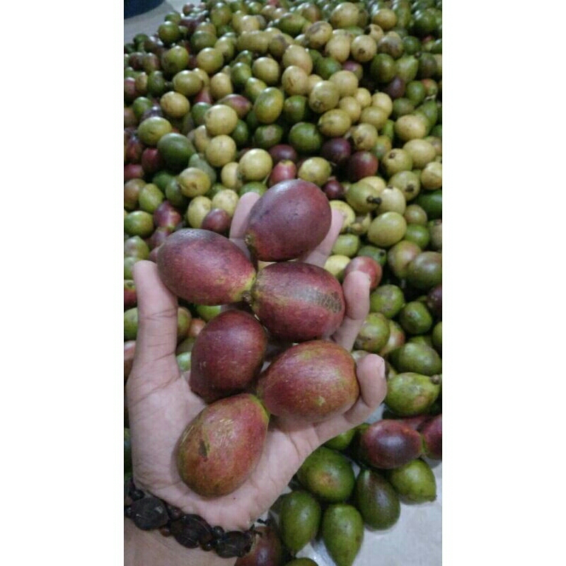 

BUAH MATOA MANIS FRESH 1KG