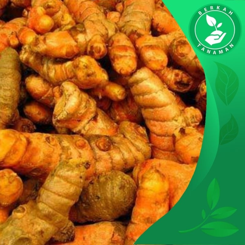 

PROMO Kunyit Segar 1kg Langsung Dari Kebun