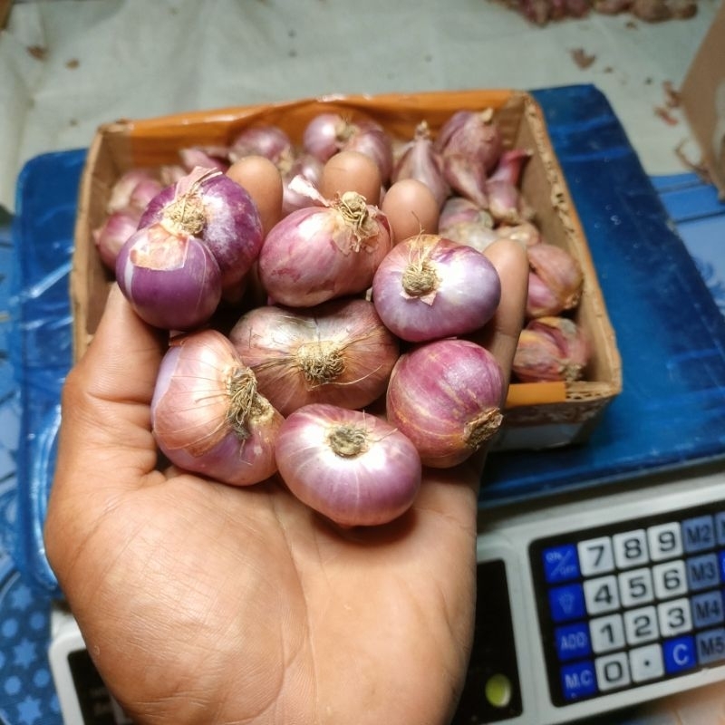 

bawang Merah jumbo