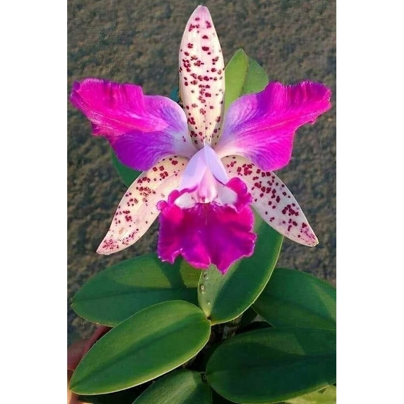 Bunga Anggrek Catleya seedling ( ID . Amethystoglossa )