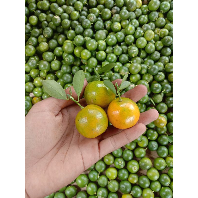 

jeruk Sunkist 1kg jeruk kasturi kecil