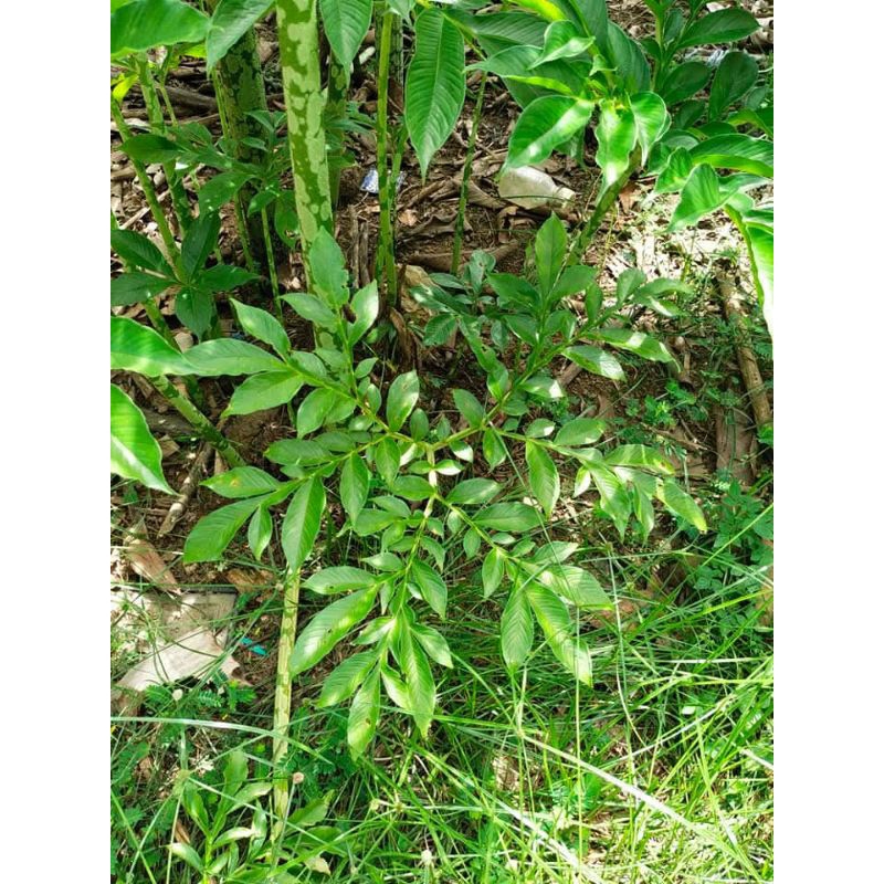 bibit pohon suweg/bibit tanaman suweg