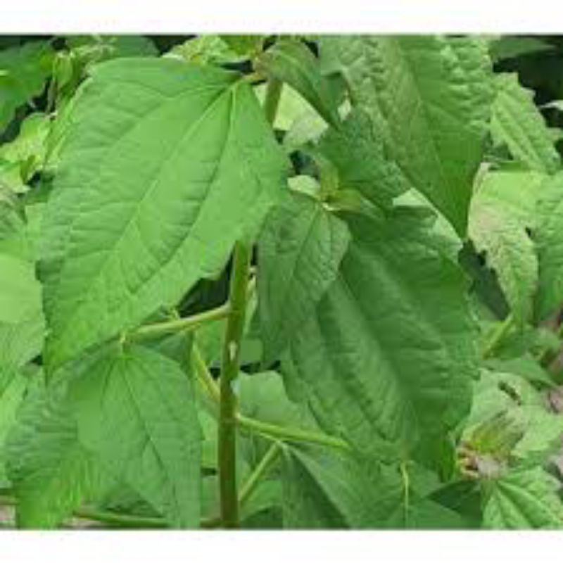 

daun kirinyuh fres 1kg untuk ginjal batu asam urat kolesterol