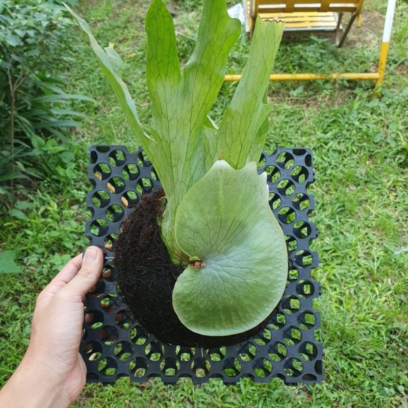 Platycerium Wandae Size kecil Tanduk Rusa Papua