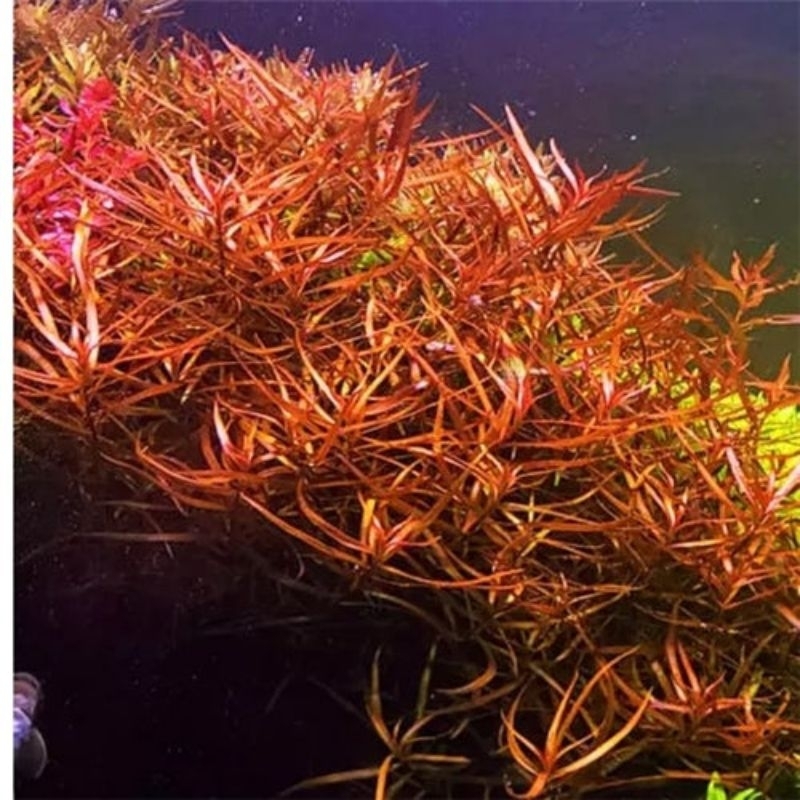 Ludwigia brevipes tanaman aquascape