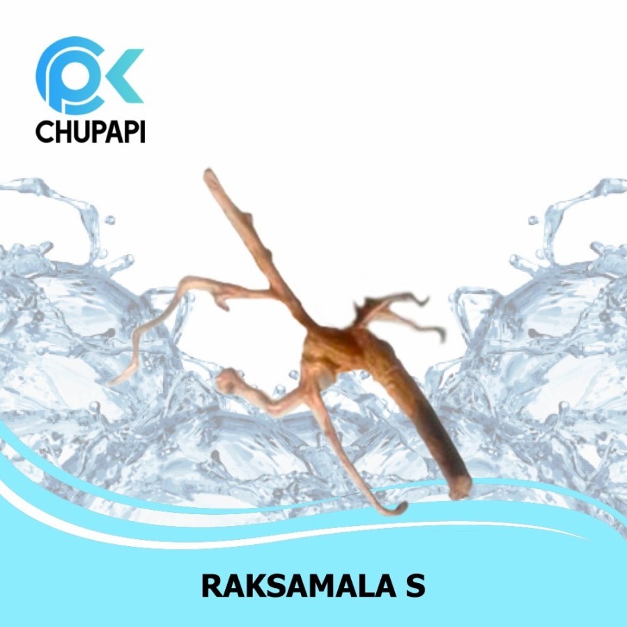 Akar Kayu Rasamala Dekorasi Bonsai Aquascape Hardscape - Size S