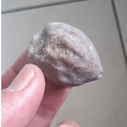 Kemiri muncang adu anak pedang kaliwiro rel urat dua