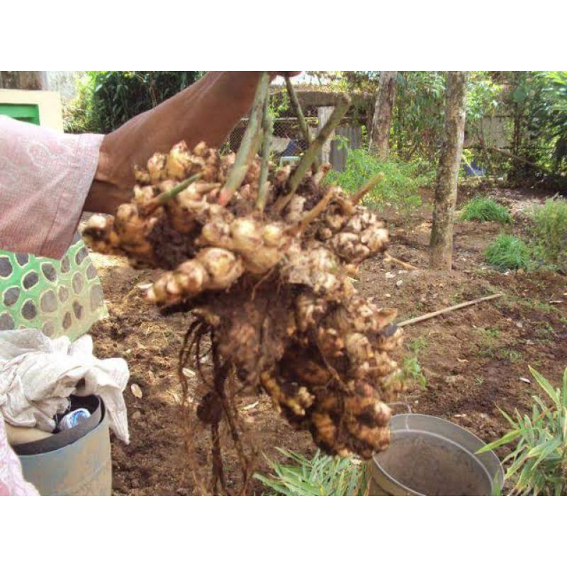 

jahe lokal 1 kg segar jamu herbal organik menghangatkan tubuh pencegah penyakit