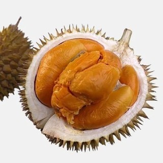 PAKET 2 Bibit Tanaman Durian Duri Hitam Okulasi Bibit Durian Duri Hitam Bibit Duren 50cm-60cm