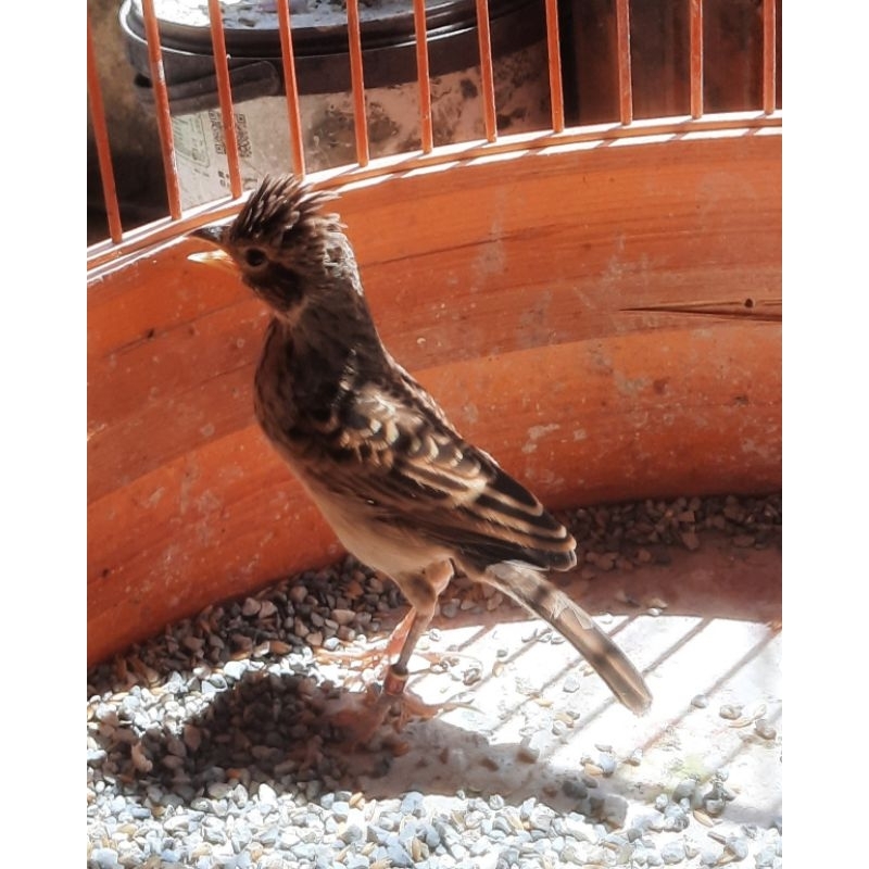 Burung branjangan jawa jantan sortiran ketat