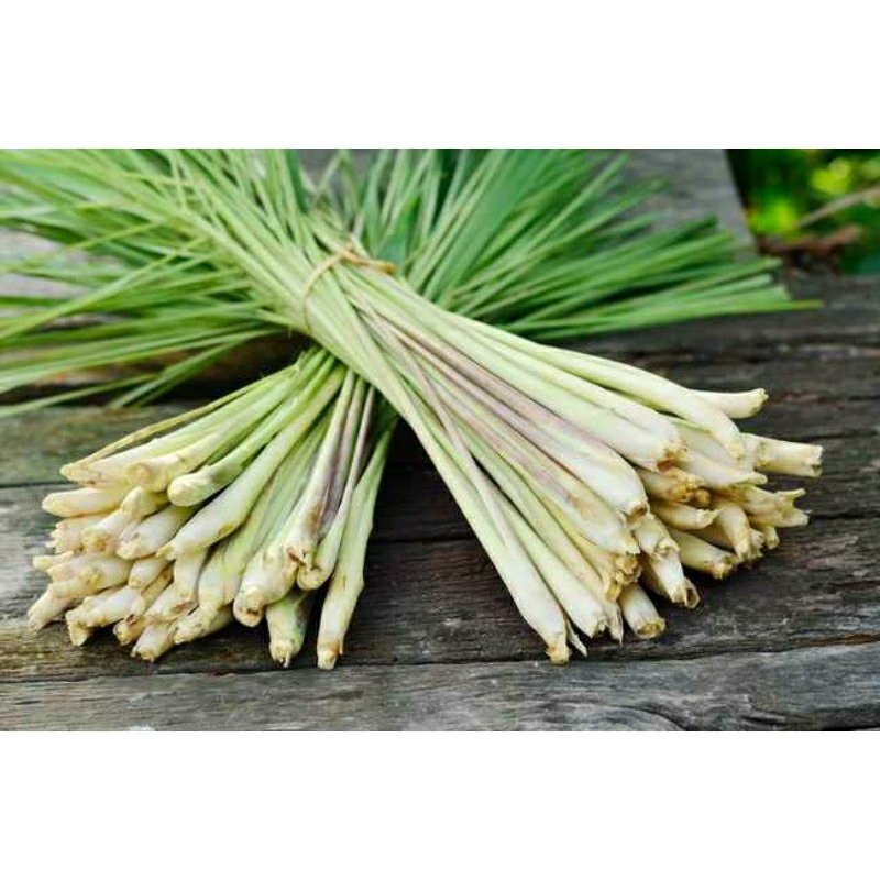 

Sirih bumbu segar 10 pcs