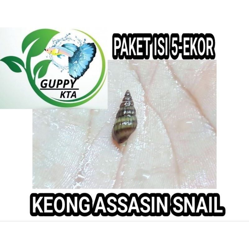 keong assasin snail pembasmi keong hama aquascape