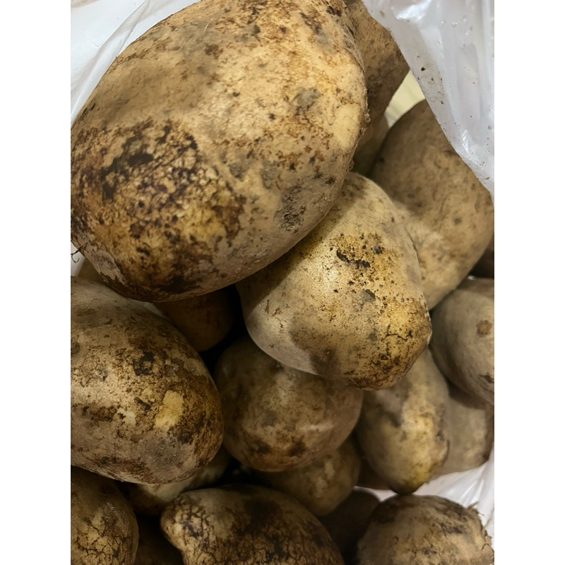 

kentang besar, kentang dieng 1kg