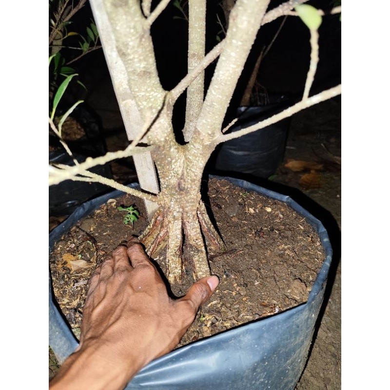 bahan bonsai kimeng prokar pecah batang
