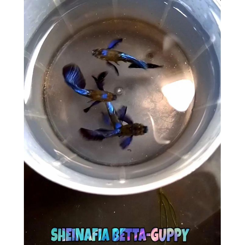 

STICKER PURPLE DRAGON DUMBO EAR