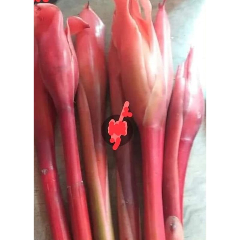 

kecombrang 1