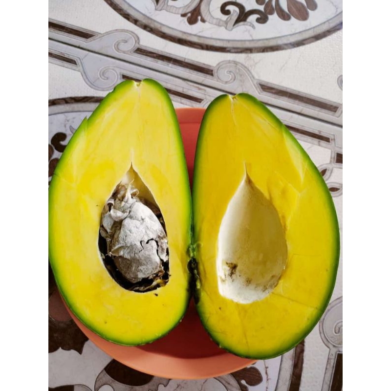 

buah alpukat aligator jumbo