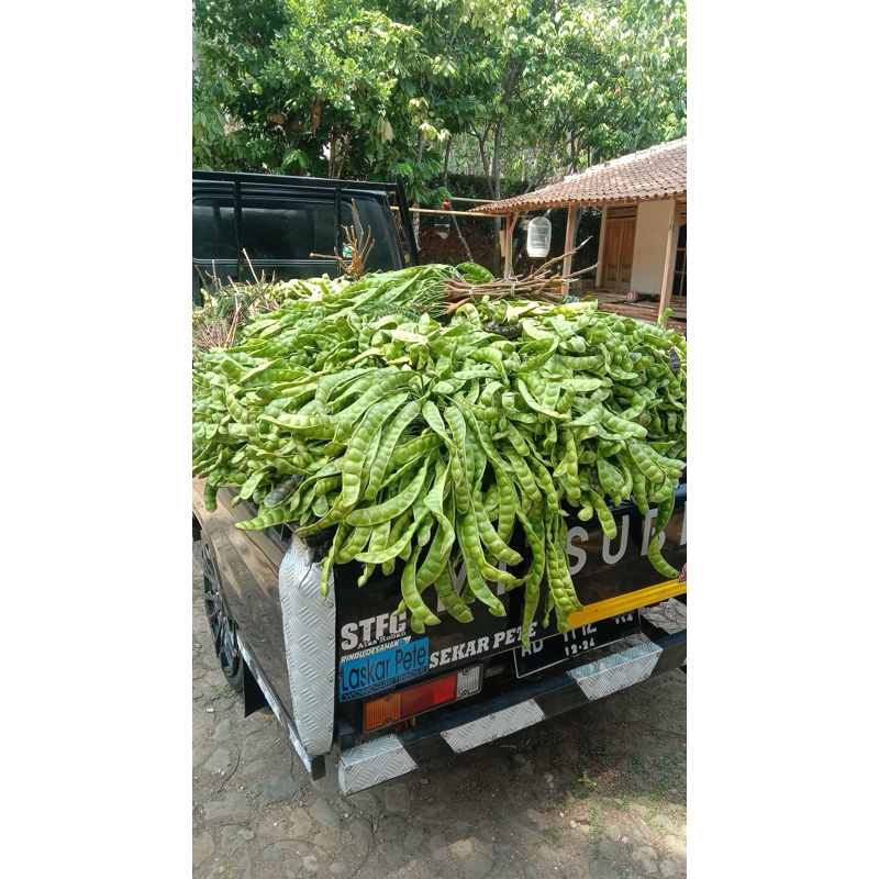 

ECERAN 1 LONJOR PETE SUPER