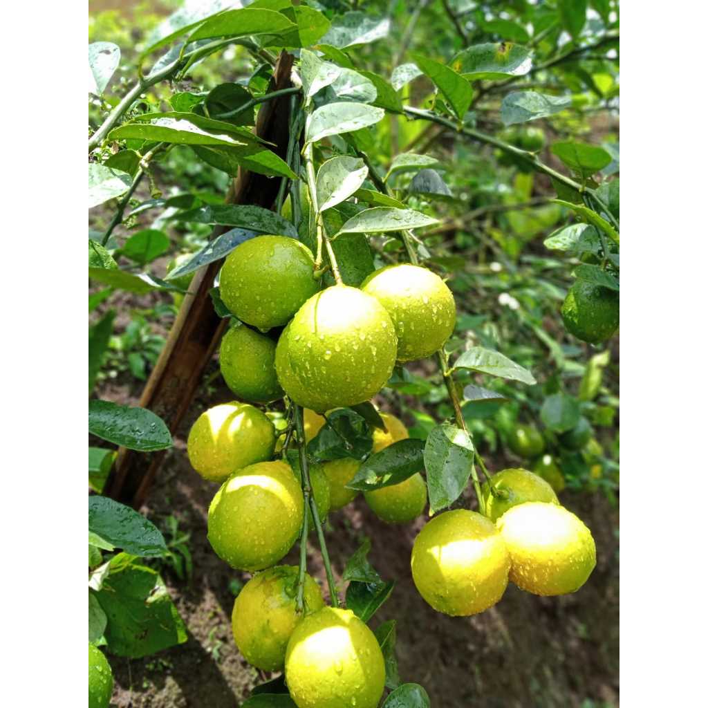 

BUAH JERUK LEMON CALIFORNIA SEGAR DIPETIK LANGSUNG DARI KEBUN FRESH JERUK COD