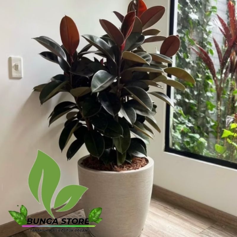 ( BISA COD ) SUPERRR Tanaman hias rubber plant karet kebo merah ficus elastica HERBAL sudah berakar