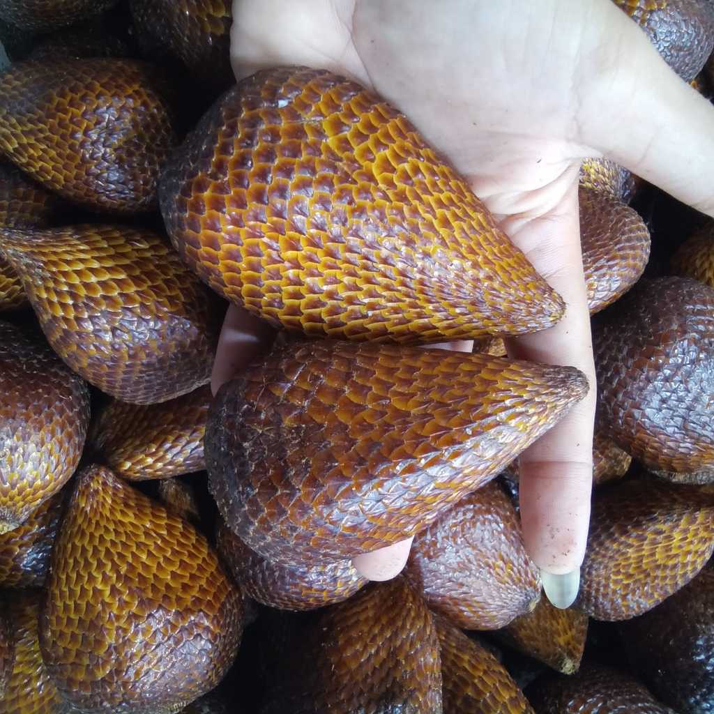 

SALAK PONDOH MANIS 1KG MURAH