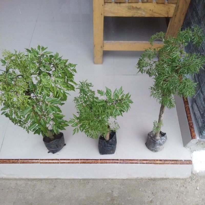 kedondong laut untuk bahan bonsai