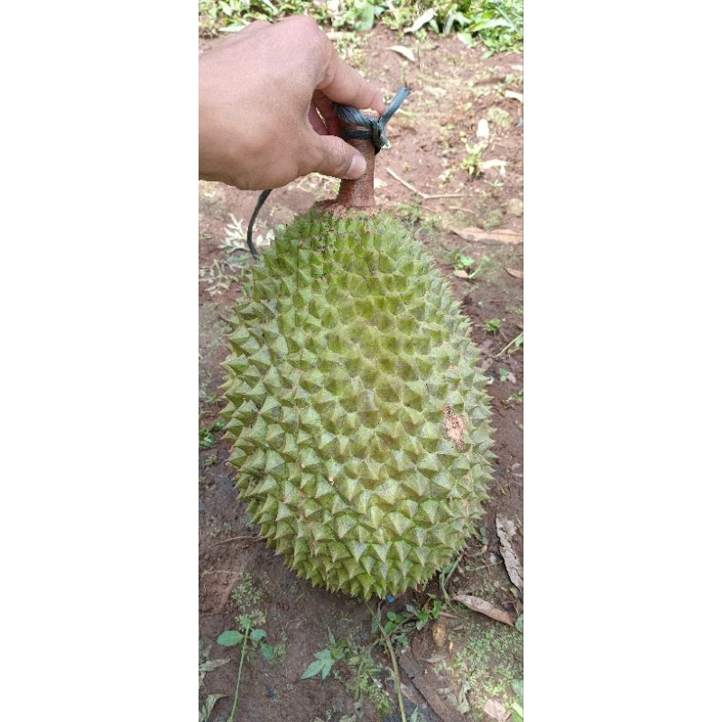 

OPEN ORDER Durian Montong/Musang King/Bawor