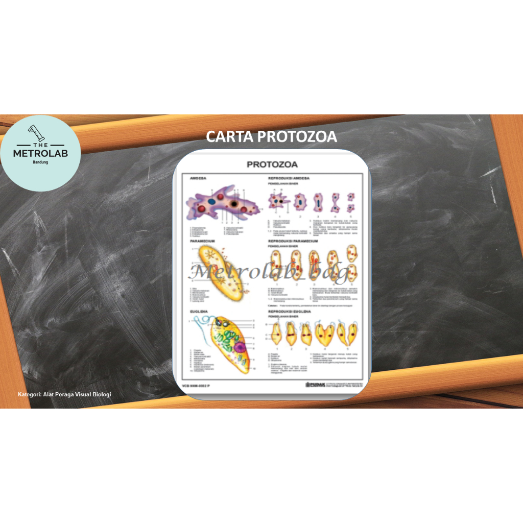 

Carta Protozoa | Poster | Ukuran: 70 x 100 cm