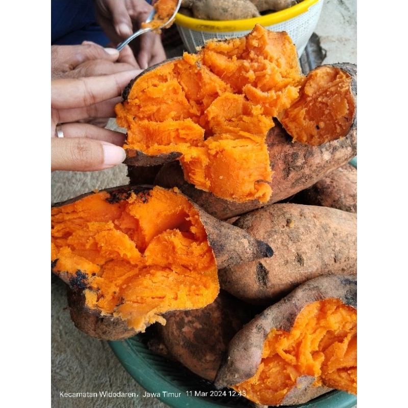 

Telo Madu Gunung Lawu, 1kg