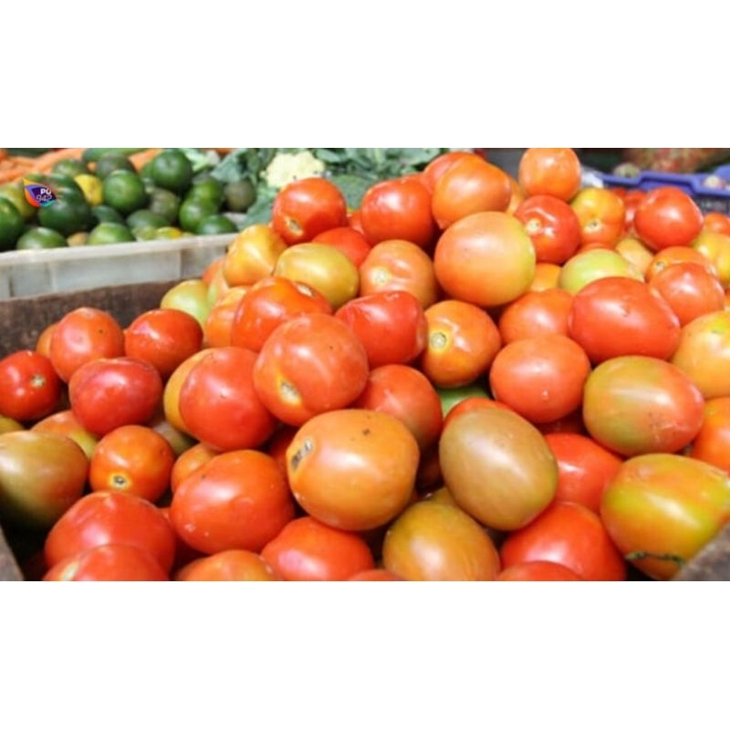 

Tomat campur besar kecil