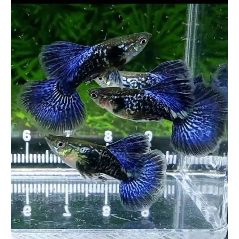 guppy purple dragon